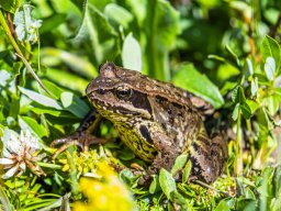 Grossglocknergebiet - Frosch